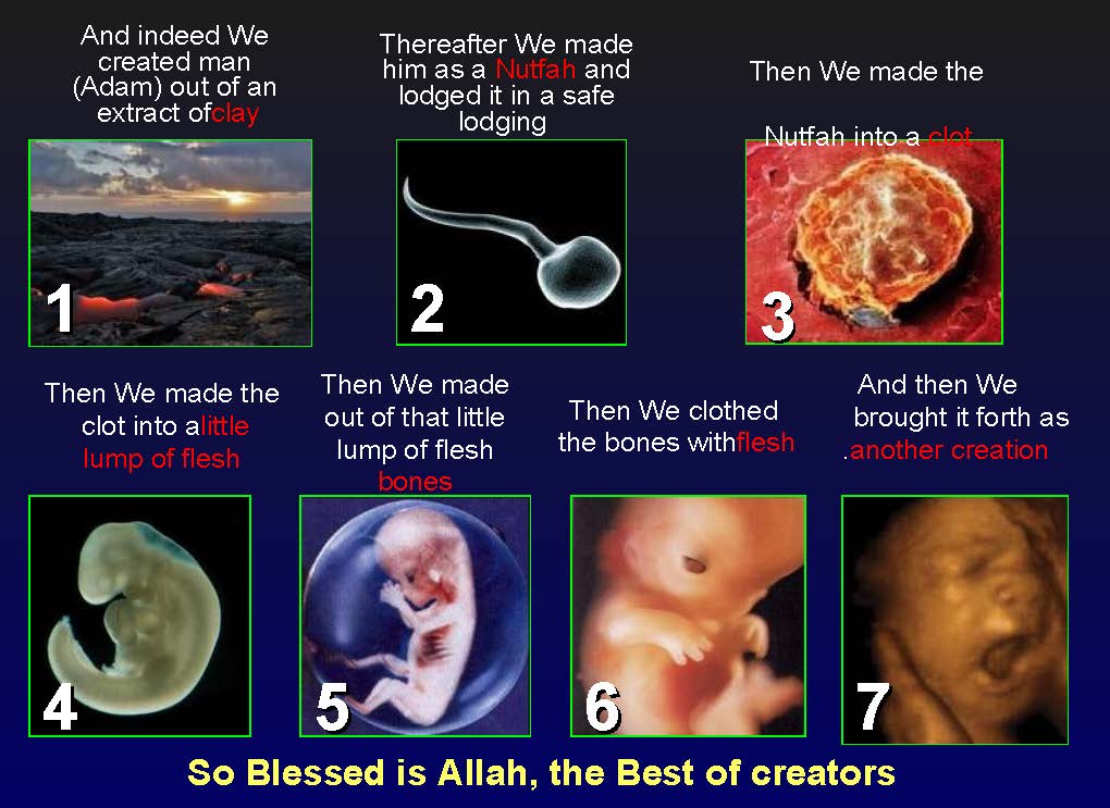 creationofhumananebmofwhatwritten1431yearagoinquran-100827064353-phpapp01_Page_12