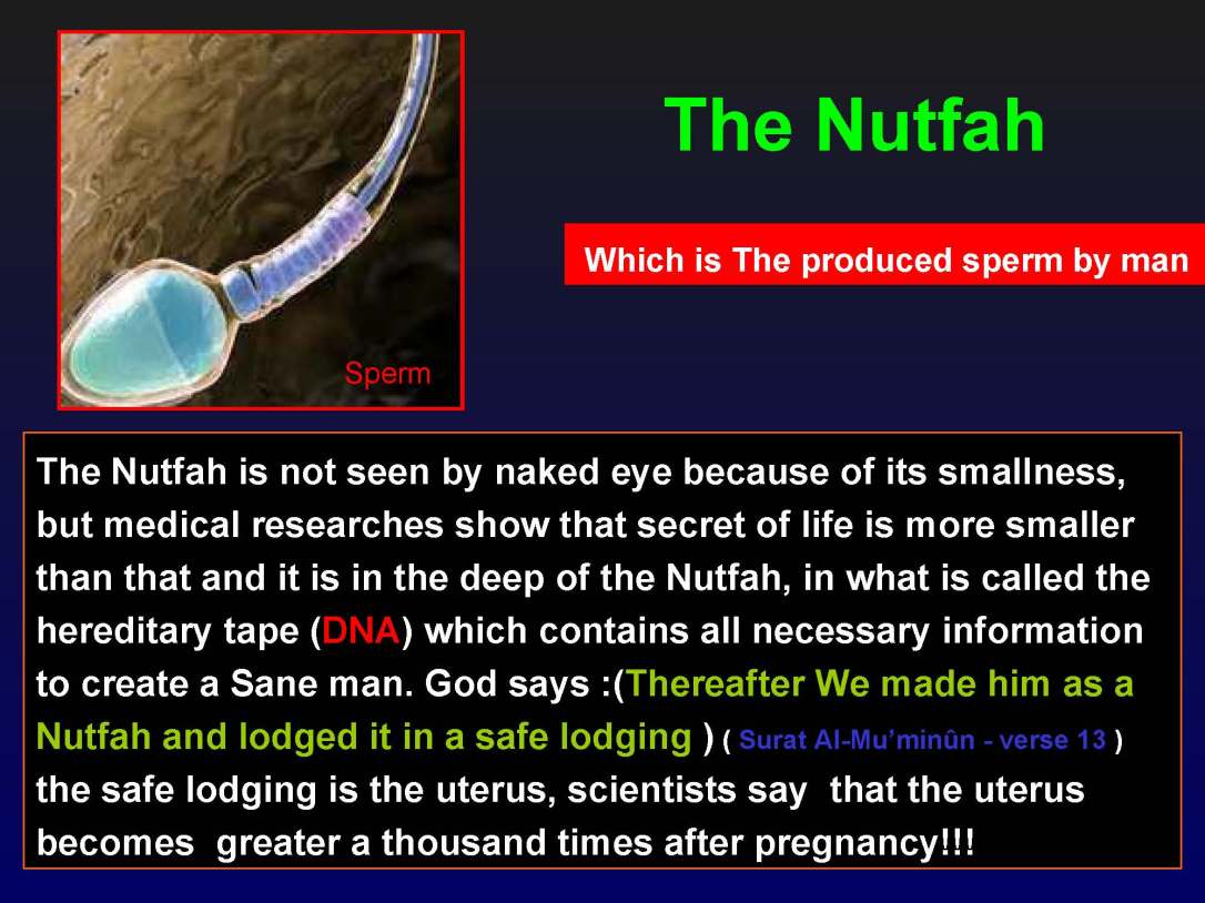creationofhumananebmofwhatwritten1431yearagoinquran-100827064353-phpapp01_Page_15