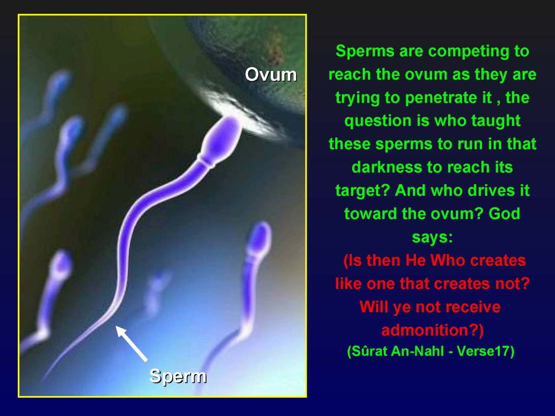 creationofhumananebmofwhatwritten1431yearagoinquran-100827064353-phpapp01_Page_16