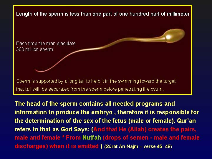 creationofhumananebmofwhatwritten1431yearagoinquran-100827064353-phpapp01_Page_18