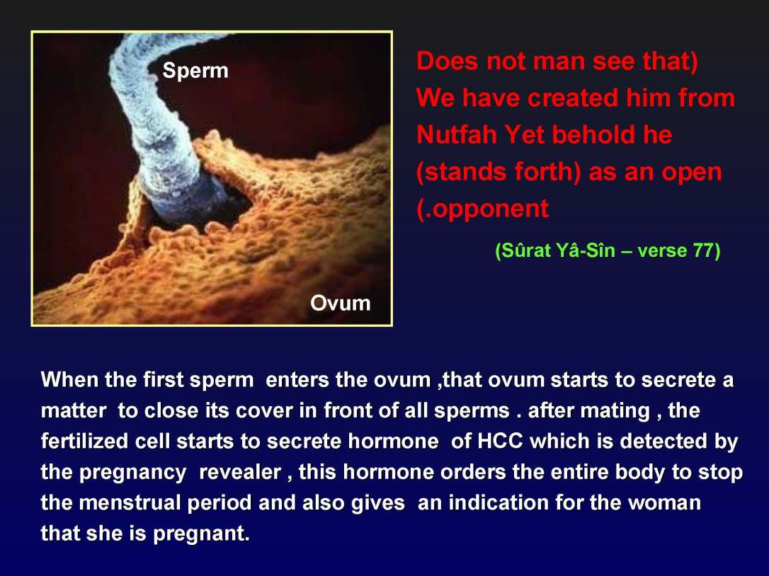 creationofhumananebmofwhatwritten1431yearagoinquran-100827064353-phpapp01_Page_19
