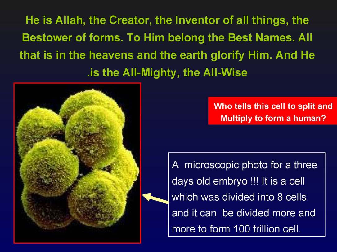 creationofhumananebmofwhatwritten1431yearagoinquran-100827064353-phpapp01_Page_21