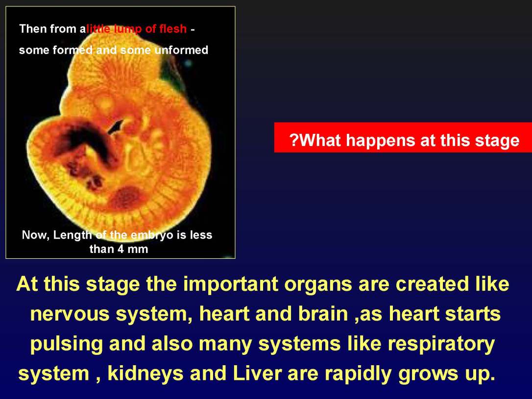 creationofhumananebmofwhatwritten1431yearagoinquran-100827064353-phpapp01_Page_26