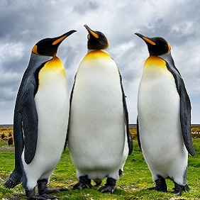 Three King Penguins