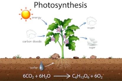photosynthesis