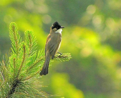 bulbul