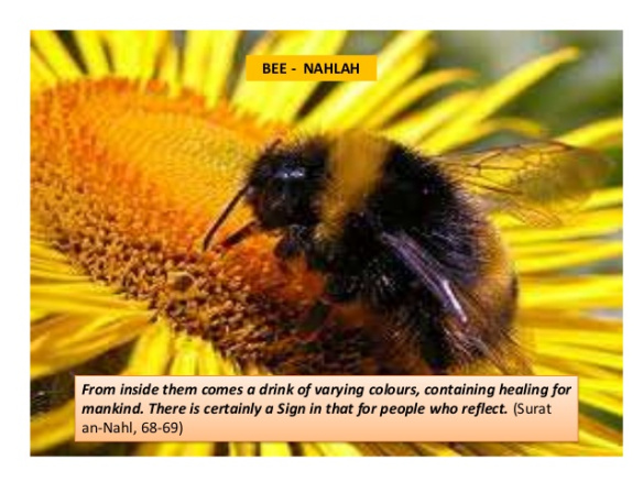 animals-mentioned-in-quran-2-638