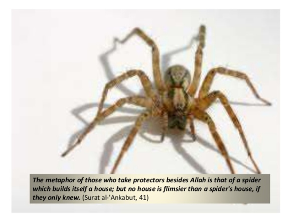 animals-mentioned-in-quran-20-638