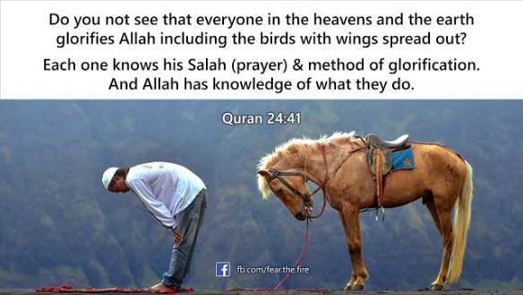 every-animal-prays-to-allah