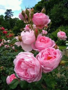 FB_IMG_14717007118290150-226x300