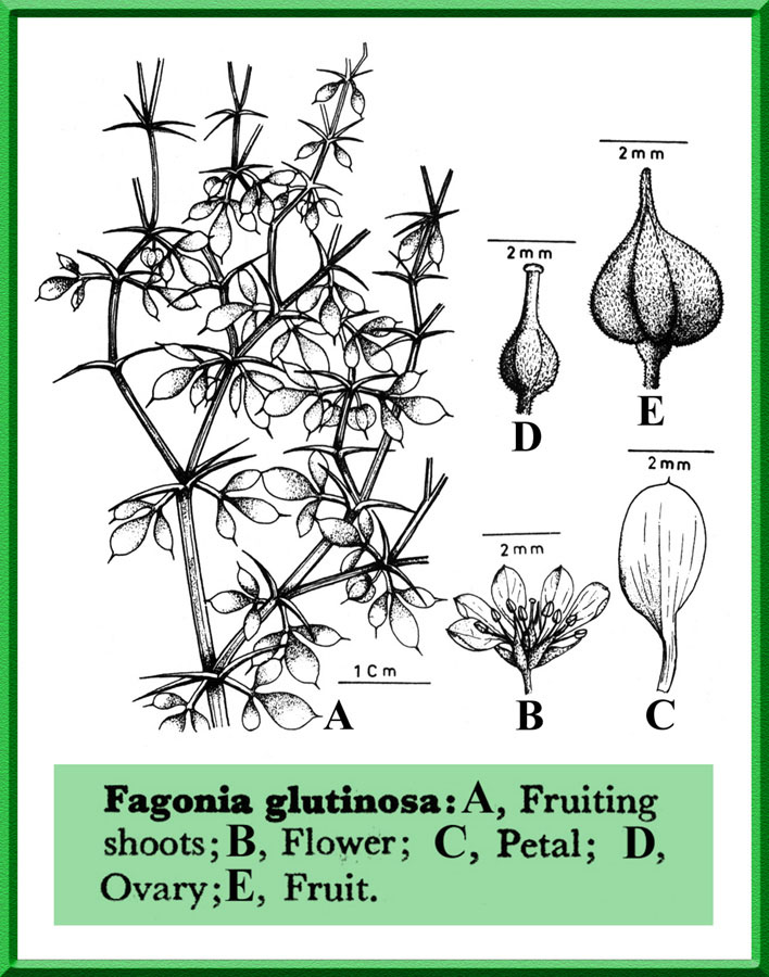 medicine-arabic-poetry_02